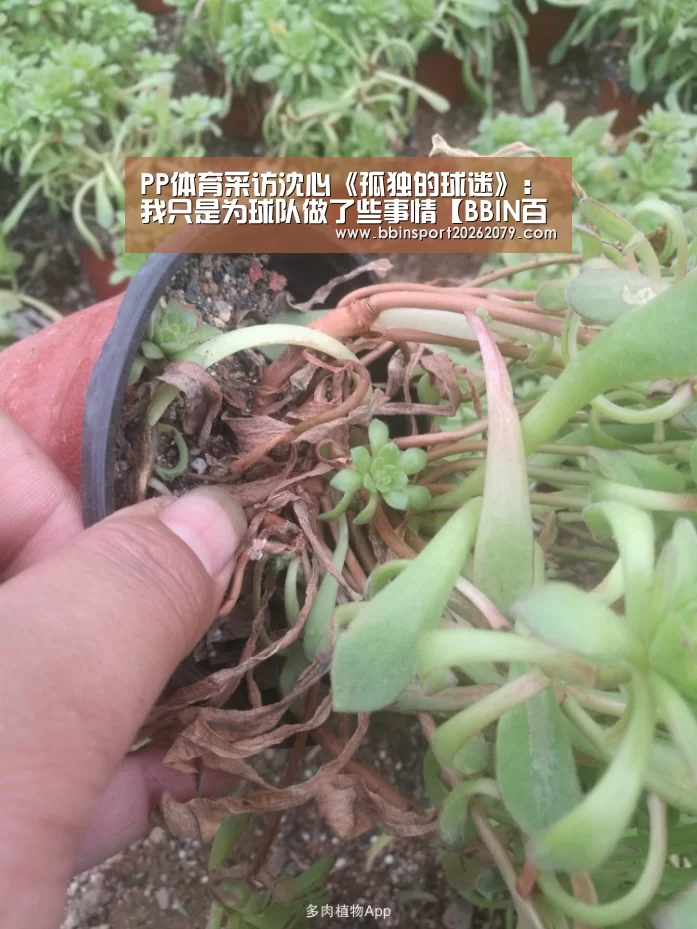 BBIN百家乐